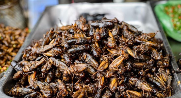 Az Európai Unió engedélyezi a rovarok fogyasztását - kipróbálnád te is?