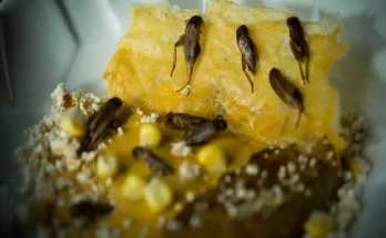 Az egészségtudatossági kurzus részeként bemutatták a tücskös energiaszeletet, a rovarlisztes palacsintát és a szárított sáskákat gyerekeknek.